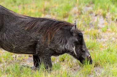 Moremi Game Reserve (Okavango Nehri Deltası), Milli Park, Botsvana'da bir yaban domuzunun yakın görünümü