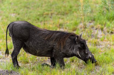 Moremi Game Reserve (Okavango Nehri Deltası), Milli Park, Botsvana'da bir yaban domuzunun yakın görünümü