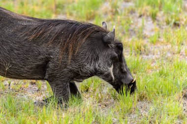 Moremi Game Reserve (Okavango Nehri Deltası), Milli Park, Botsvana'da bir yaban domuzunun yakın görünümü