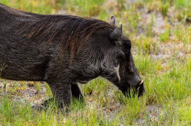 Moremi Game Reserve (Okavango Nehri Deltası), Milli Park, Botsvana'da bir yaban domuzunun yakın görünümü