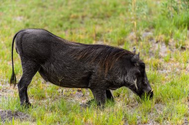 Moremi Game Reserve (Okavango Nehri Deltası), Milli Park, Botsvana'da bir yaban domuzunun yakın görünümü