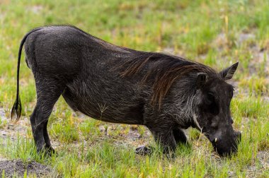 Moremi Game Reserve (Okavango Nehri Deltası), Milli Park, Botsvana'da bir yaban domuzunun yakın görünümü