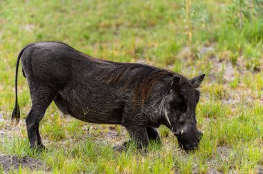 Moremi Game Reserve (Okavango Nehri Deltası), Milli Park, Botsvana'da bir yaban domuzunun yakın görünümü