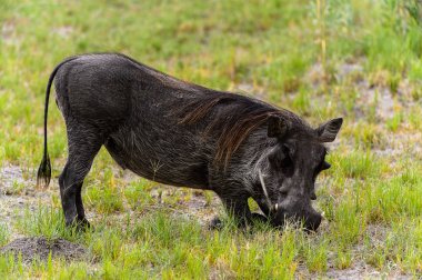 Moremi Game Reserve (Okavango Nehri Deltası), Milli Park, Botsvana'da bir yaban domuzunun yakın görünümü