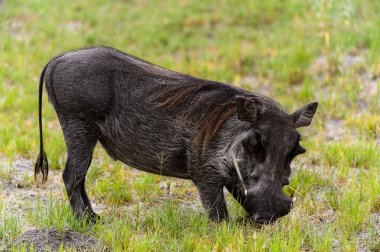 Moremi Game Reserve (Okavango Nehri Deltası), Milli Park, Botsvana'da bir yaban domuzunun yakın görünümü