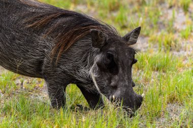 Moremi Game Reserve (Okavango Nehri Deltası), Milli Park, Botsvana'da bir yaban domuzunun yakın görünümü