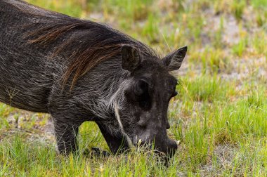 Moremi Game Reserve (Okavango Nehri Deltası), Milli Park, Botsvana'da bir yaban domuzunun yakın görünümü