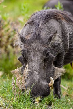 Moremi Game Reserve (Okavango Nehri Deltası), Milli Park, Botsvana'da bir yaban domuzunun yakın görünümü
