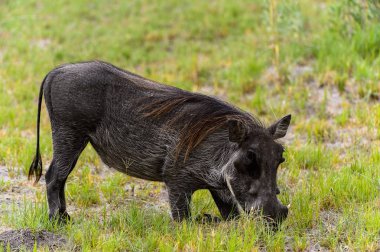 Moremi Game Reserve (Okavango Nehri Deltası), Milli Park, Botsvana'da bir yaban domuzunun yakın görünümü