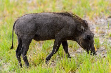 Moremi Game Reserve (Okavango Nehri Deltası), Milli Park, Botsvana'da bir yaban domuzunun yakın görünümü