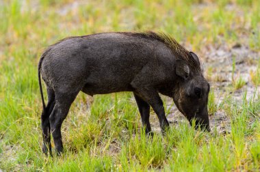 Moremi Game Reserve (Okavango Nehri Deltası), Milli Park, Botsvana'da bir yaban domuzunun yakın görünümü