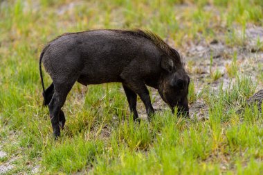 Moremi Game Reserve (Okavango Nehri Deltası), Milli Park, Botsvana'da bir yaban domuzunun yakın görünümü