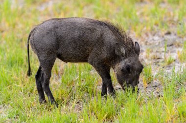 Moremi Game Reserve (Okavango Nehri Deltası), Milli Park, Botsvana'da bir yaban domuzunun yakın görünümü