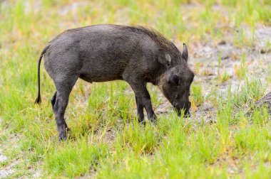 Moremi Game Reserve (Okavango Nehri Deltası), Milli Park, Botsvana'da bir yaban domuzunun yakın görünümü