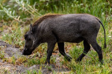 Moremi Game Reserve (Okavango Nehri Deltası), Milli Park, Botsvana'da bir yaban domuzunun yakın görünümü