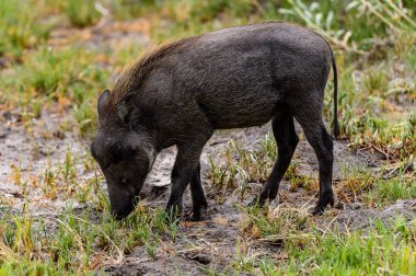 Moremi Game Reserve (Okavango Nehri Deltası), Milli Park, Botsvana'da bir yaban domuzunun yakın görünümü