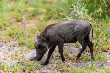 Moremi Game Reserve (Okavango Nehri Deltası), Milli Park, Botsvana'da bir yaban domuzunun yakın görünümü