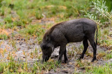 Moremi Game Reserve (Okavango Nehri Deltası), Milli Park, Botsvana'da bir yaban domuzunun yakın görünümü