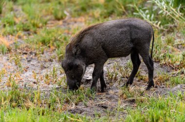 Moremi Game Reserve (Okavango Nehri Deltası), Milli Park, Botsvana'da bir yaban domuzunun yakın görünümü