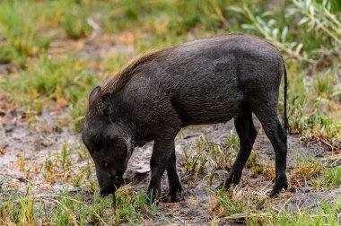 Moremi Game Reserve (Okavango Nehri Deltası), Milli Park, Botsvana'da bir yaban domuzunun yakın görünümü