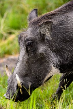 Moremi Game Reserve (Okavango Nehri Deltası), Milli Park, Botsvana'da bir yaban domuzunun yakın görünümü