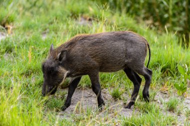 Moremi Game Reserve (Okavango Nehri Deltası), Milli Park, Botsvana'da bir yaban domuzunun yakın görünümü
