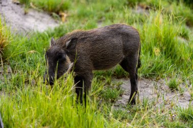 Moremi Game Reserve (Okavango Nehri Deltası), Milli Park, Botsvana'da bir yaban domuzunun yakın görünümü