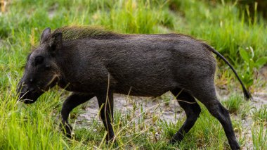 Moremi Game Reserve (Okavango River Delta), Ulusal Park, Botsvana yaban domuzu