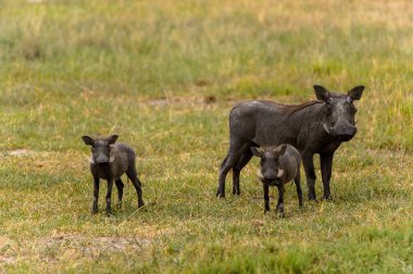 Moremi Game Reserve (Okavango Nehri Deltası), Milli Park, Botsvana küçük bebekler ile yaban domuzu