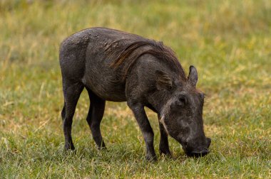 Moremi Game Reserve (Okavango Nehri Deltası), Milli Park, Botsvana'da yaban domuzları akın ediyor