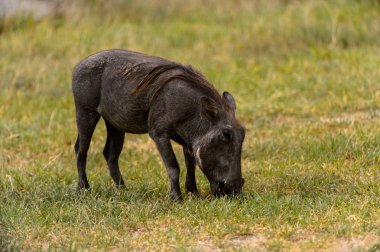 Moremi Game Reserve (Okavango Nehri Deltası), Milli Park, Botsvana'da yaban domuzları akın ediyor