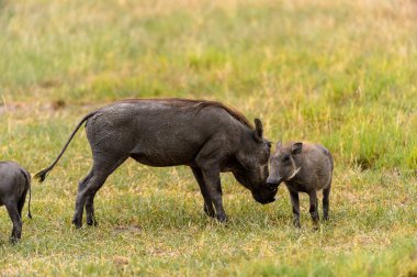 Moremi Game Reserve (Okavango Nehri Deltası), Milli Park, Botsvana'da yaban domuzları akın ediyor