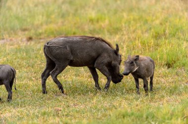 Moremi Game Reserve (Okavango Nehri Deltası), Milli Park, Botsvana'da yaban domuzları akın ediyor