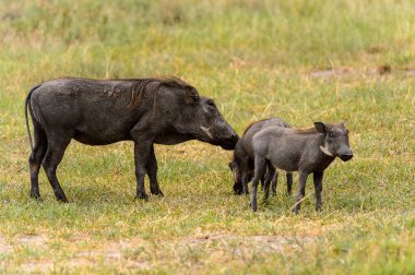 Moremi Game Reserve (Okavango Nehri Deltası), Milli Park, Botsvana'da yaban domuzları akın ediyor