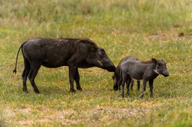 Moremi Game Reserve (Okavango Nehri Deltası), Milli Park, Botsvana'da yaban domuzları akın ediyor