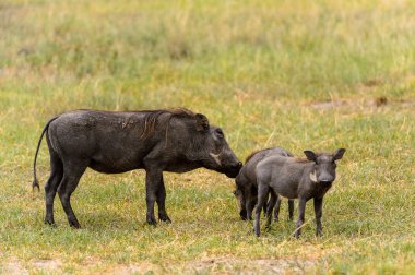 Moremi Game Reserve (Okavango Nehri Deltası), Milli Park, Botsvana'da yaban domuzları akın ediyor