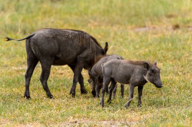 Moremi Game Reserve (Okavango Nehri Deltası), Milli Park, Botsvana'da yaban domuzları akın ediyor