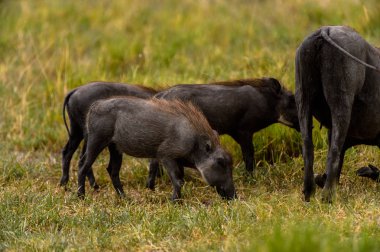 Moremi Game Reserve (Okavango Nehri Deltası), Milli Park, Botsvana'da yaban domuzları akın ediyor