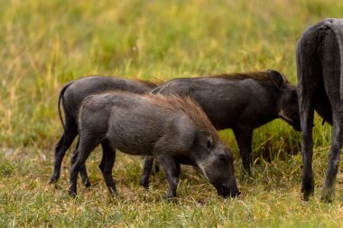 Moremi Game Reserve (Okavango Nehri Deltası), Milli Park, Botsvana'da yaban domuzları akın ediyor