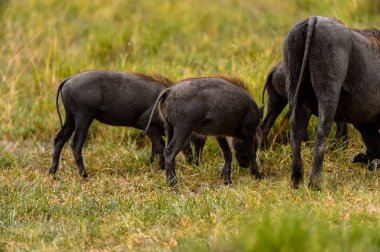 Moremi Game Reserve (Okavango Nehri Deltası), Milli Park, Botsvana'da yaban domuzları akın ediyor