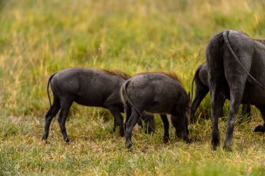 Moremi Game Reserve (Okavango Nehri Deltası), Milli Park, Botsvana'da yaban domuzları akın ediyor