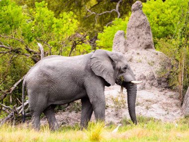Beautiful Elephant in the Moremi Game Reserve (Okavango River Delta), National Park, Botswana clipart