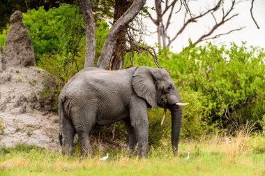 Beautiful Elephant in the Moremi Game Reserve (Okavango River Delta), National Park, Botswana clipart