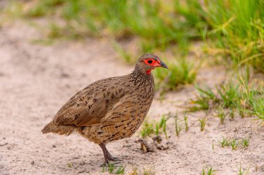 Moremi Game Reserve 'deki kuş (Okavango Nehri Deltası), Ulusal Park, Botsvana