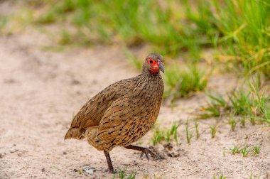 Moremi Game Reserve 'deki kuş (Okavango Nehri Deltası), Ulusal Park, Botsvana