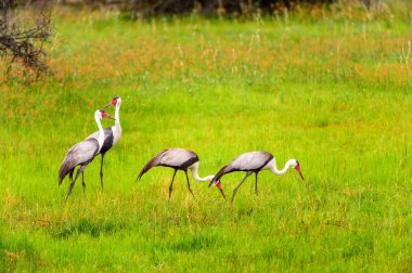 Moremi Game Reserve (Okavango River Delta), Ulusal Park, Botsvana'da Heron