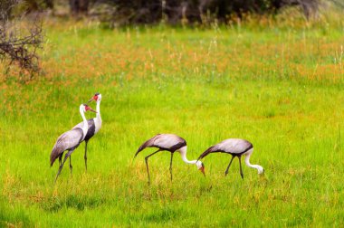 Moremi Game Reserve (Okavango River Delta), Ulusal Park, Botsvana'da Heron