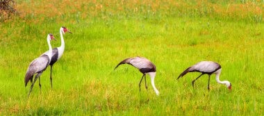 Moremi Game Reserve (Okavango River Delta), Ulusal Park, Botsvana'da Heron