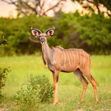 Geyik Moremi Game Reserve (Okavango River Delta), Milli Park, Botsvana kamera görünüyor