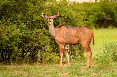 Geyik Moremi Game Reserve (Okavango River Delta), Milli Park, Botsvana kamera görünüyor
